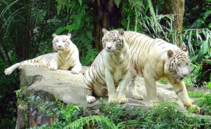 Singapore Zoo